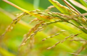 Detailed macro shot of rice plant showcasing ripe grains with vibrant green leaves in a sunny field.