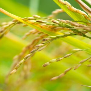 Detailed macro shot of rice plant showcasing ripe grains with vibrant green leaves in a sunny field.
